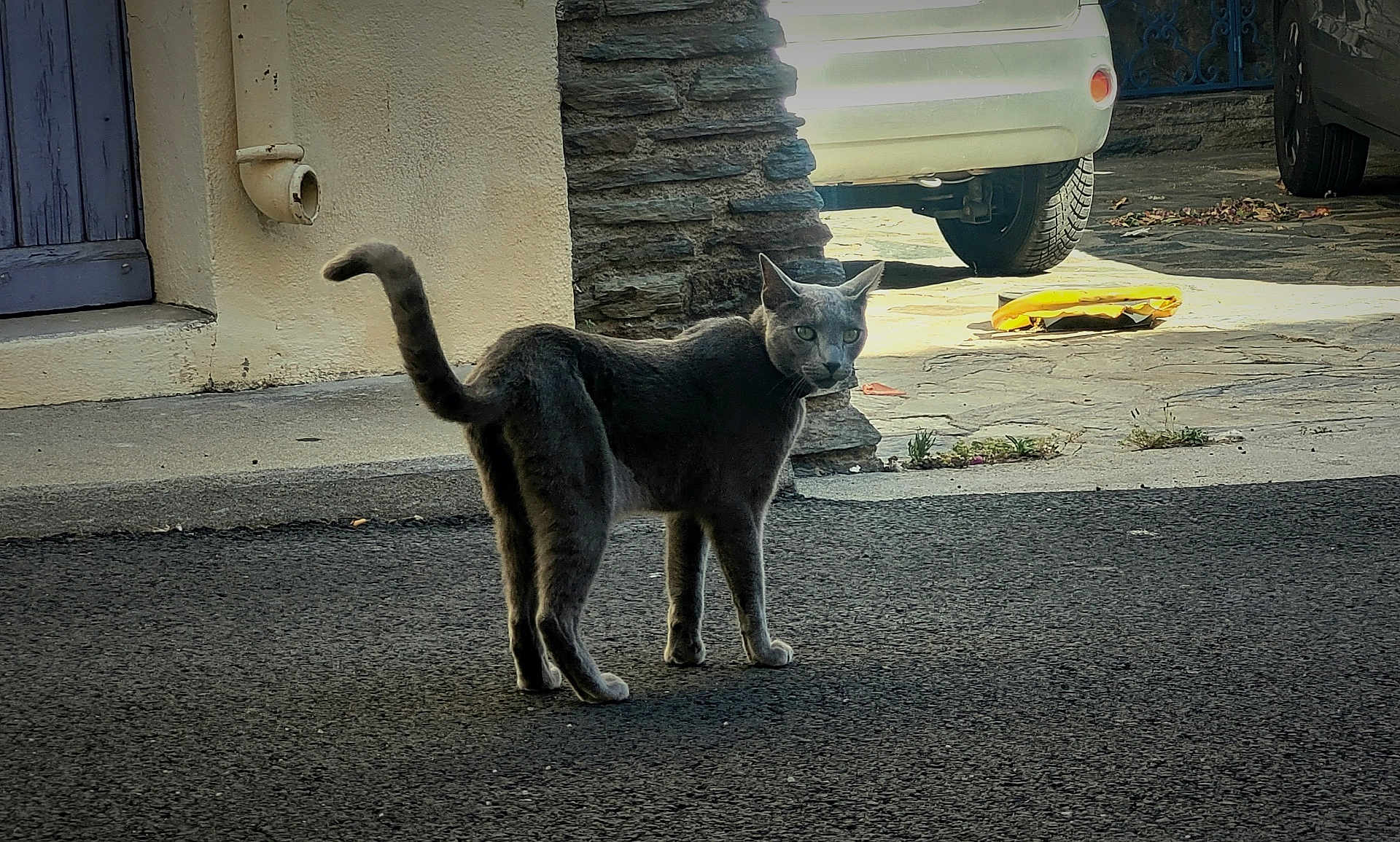 Lagris a rejoint le concours — aidez-le/la à gagner de superbes lots ! cat, gray_cat, street, pavement, vehicle, car, stone_wall, curious, tail_up, outdoor, daylight, animal, pet, side_view, urban, asphalt, door, pipe, shadow, curiosity