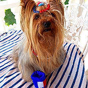 Elium participe au concours pour gagner de l'argent avec cette photo : dog, yorkshire_terrier, pet, beads, headband, necklace, striped_towel, blue, red, white, outdoor, garden, chair, fluffy, fur, portrait, accessory, cute, small_dog, animal