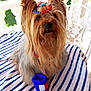 dog, yorkshire_terrier, pet, beads, headband, necklace, striped_towel, blue, red, white, outdoor, garden, chair, fluffy, fur, portrait, accessory, cute, small_dog, animal
