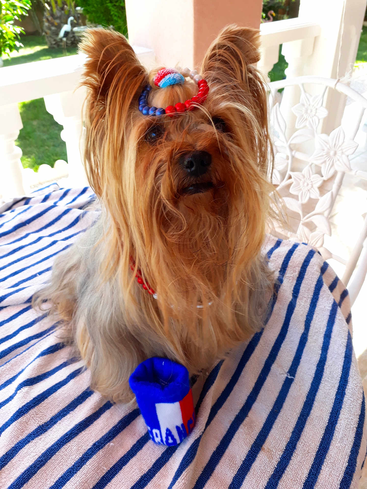 Elium participe au concours pour gagner de l'argent avec cette photo : dog, yorkshire_terrier, pet, beads, headband, necklace, striped_towel, blue, red, white, outdoor, garden, chair, fluffy, fur, portrait, accessory, cute, small_dog, animal