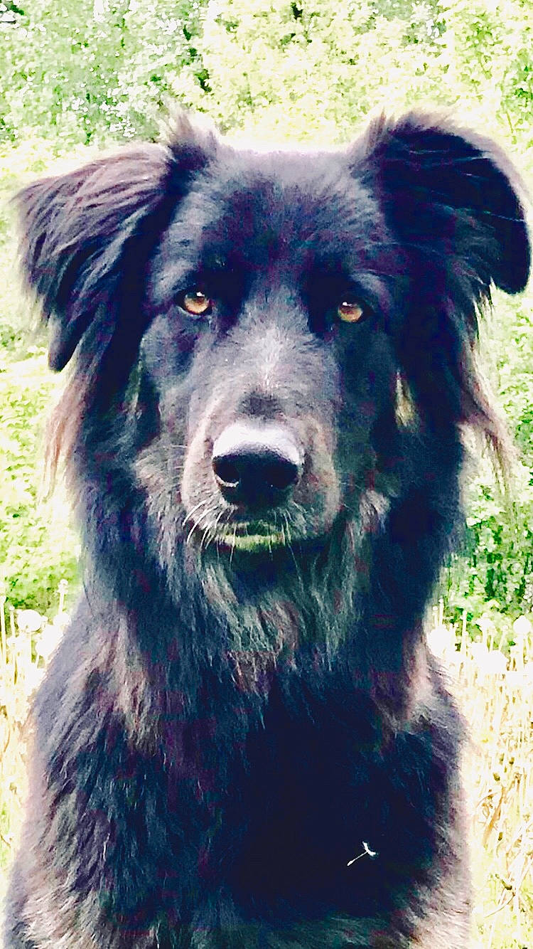 Dante joined the competition — help win amazing prizes! ancient_dog_breeds, australian_collie, australian_shepherd, basque_shepherd_dog, border_collie, canidae, carnivore, dog, dog_breed, english_shepherd, herding_dog, mammal, mudi, rare_breed_dog, sporting_group, vertebrate, working_dog