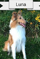 Luna is registered to the contest to win money with this photo: border_collie, canidae, carnivore, collie, companion_dog, dog, dog_breed, mammal, rough_collie, scotch_collie, shetland_sheepdog, sporting_group, vertebrate