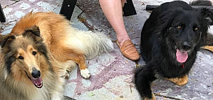 Luna is registered to the contest to win money with this photo: australian_shepherd, border_collie, canidae, carnivore, dog, dog_breed, mammal, sporting_group, street_dog, vertebrate, working_dog