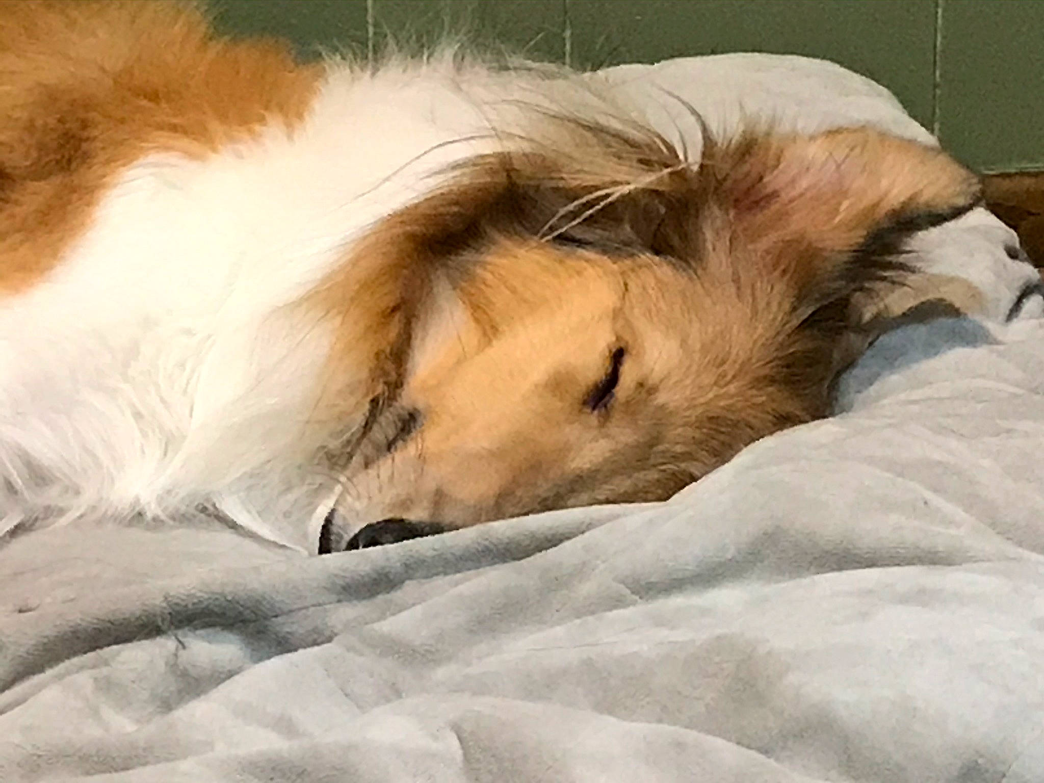 Luna joined the competition — help win amazing prizes! borzoi, canidae, carnivore, companion_dog, dog, dog_breed, ear, fur, nap, puppy, puppy_love, shetland_sheepdog, silken_windhound, sleep