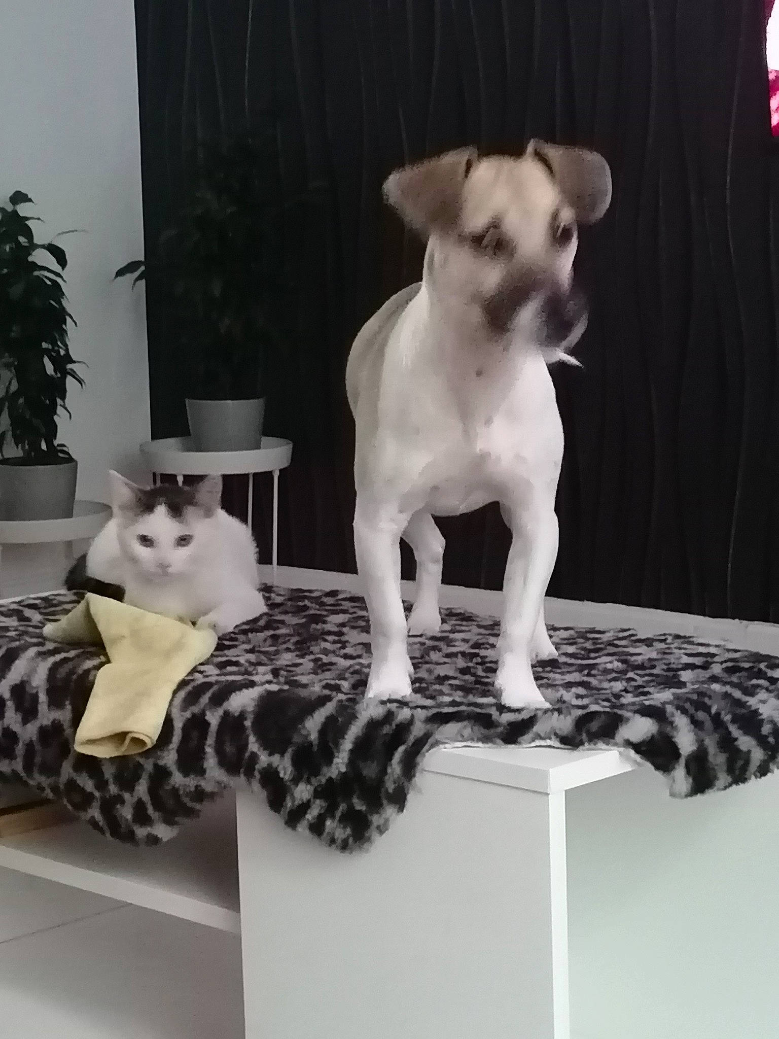 Jack a rejoint le concours — aidez-le/la à gagner de superbes lots ! art, carnivore, cat, chair, comfort, companion_dog, dog, dog_breed, fawn, felidae, flowerpot, grey, houseplant, pet_supply, plant, snout, tail, whiskers, wood, working_animal