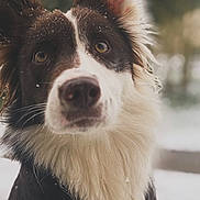 Vinny participe au concours pour gagner de l'argent avec cette photo : dog, close_up, portrait, fluffy, snow, winter, outdoor, animal, pet, curious, brown_and_white, ears, fur, nose, whiskers, nature, canine, cute, face, background_blur