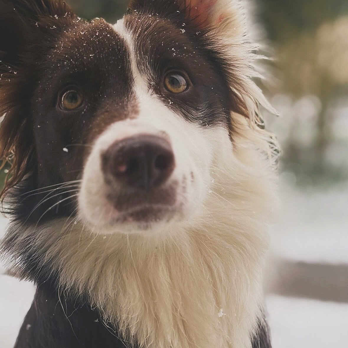 Vinny participe au concours pour gagner de l'argent avec cette photo : animal, background_blur, brown_and_white, canine, close_up, curious, cute, dog, ears, face, fluffy, fur, nature, nose, outdoor, pet, portrait, snow, whiskers, winter