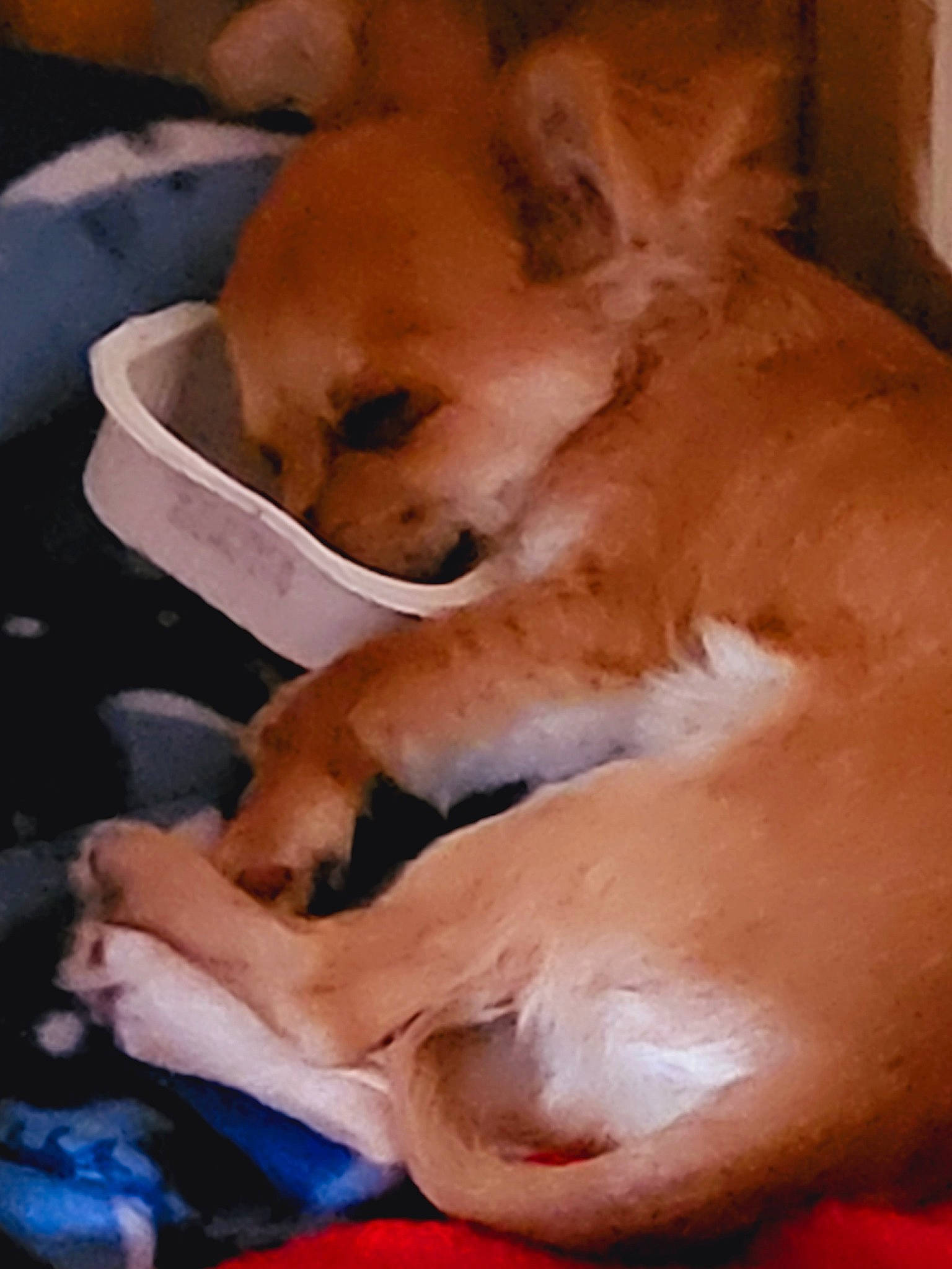 Charlie joined the competition — help win amazing prizes! canidae, carnivore, comfort, companion_dog, dog, dog_breed, ear, fawn, fur, nap, non_sporting_group, paw, pet_supply, snout, sporting_group, terrestrial_animal, toy_dog, whiskers, wood, working_animal