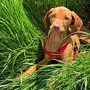 Vicky participe au concours pour gagner de l'argent avec cette photo : dog, puppy, grass, greenery, outdoor, sunlight, pet, canine, young_dog, red_harness, nature, animal, fur, ears, relaxed, laying_down, summer, close_up, cute, adorable