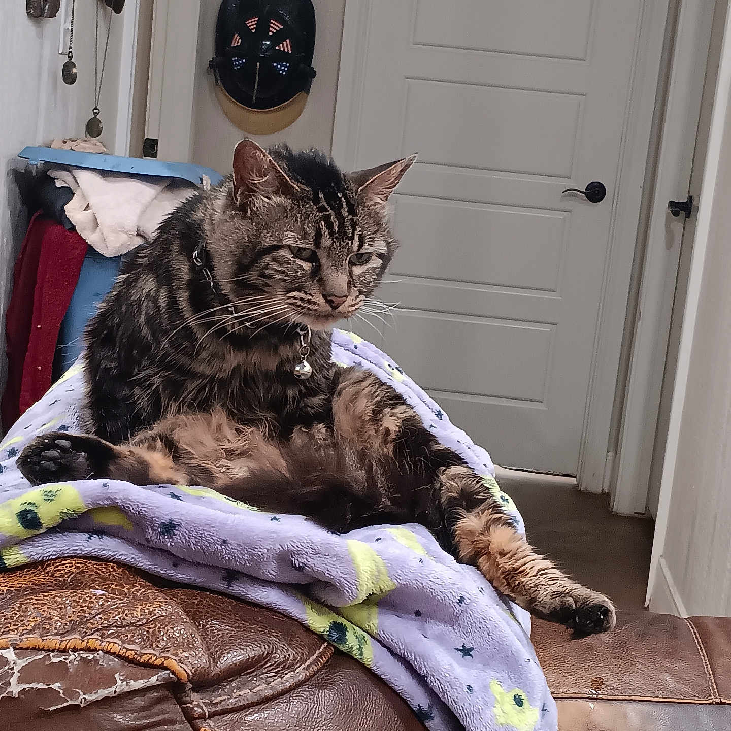 Coon is registered to the contest to win money with this photo: animal, blanket, cat, claws, door, ears, expression, fur, furniture, home_interior, household, indoor, leather_couch, paws, pet, purple_blanket, relaxed, sitting, tabby, whiskers