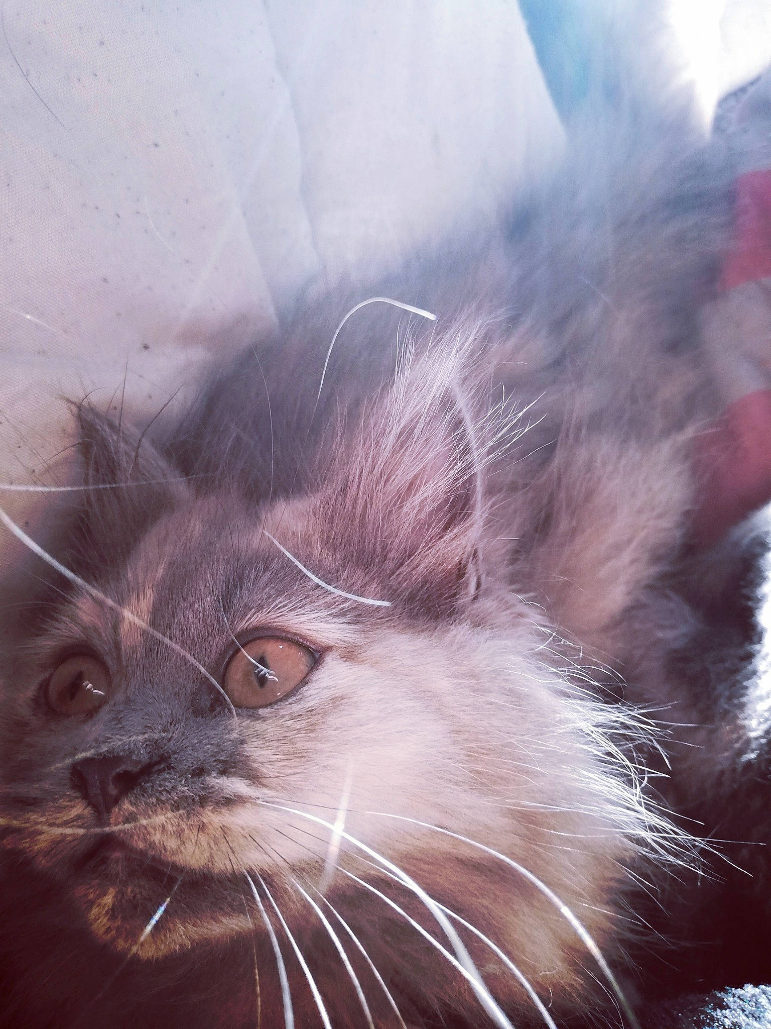 Mya a rejoint le concours — aidez-le/la à gagner de superbes lots ! american_curl, british_longhair, carnivore, cat, close_up, domestic_long_haired_cat, eye, felidae, fur, kitten, maine_coon, nebelung, norwegian_forest_cat, nose, organism, sky, small_to_medium_sized_cats, snout, turkish_angora, whiskers