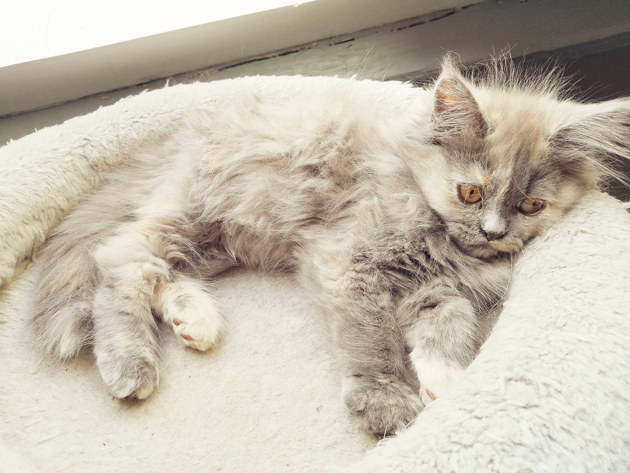 Mya a rejoint le concours — aidez-le/la à gagner de superbes lots ! british_semi_longhair, carnivore, cat, claw, domestic_long_haired_cat, ear, european_shorthair, eye, felidae, fur, kitten, maine_coon, mammal, nose, paw, polydactyl_cat, sleep, small_to_medium_sized_cats, tabby_cat, whiskers