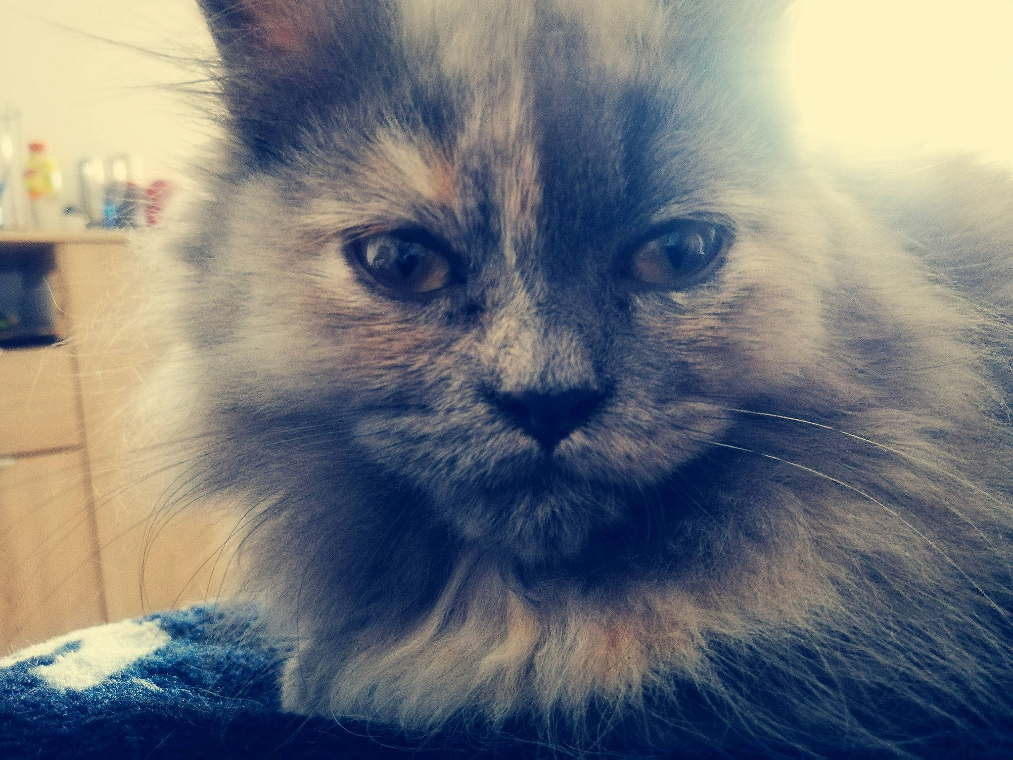 Mya a rejoint le concours — aidez-le/la à gagner de superbes lots ! asian_semi_longhair, british_longhair, british_semi_longhair, carnivore, cat, domestic_long_haired_cat, eye, felidae, fur, iris, kitten, mammal, nebelung, nose, siberian, sky, small_to_medium_sized_cats, snout, vertebrate, whiskers