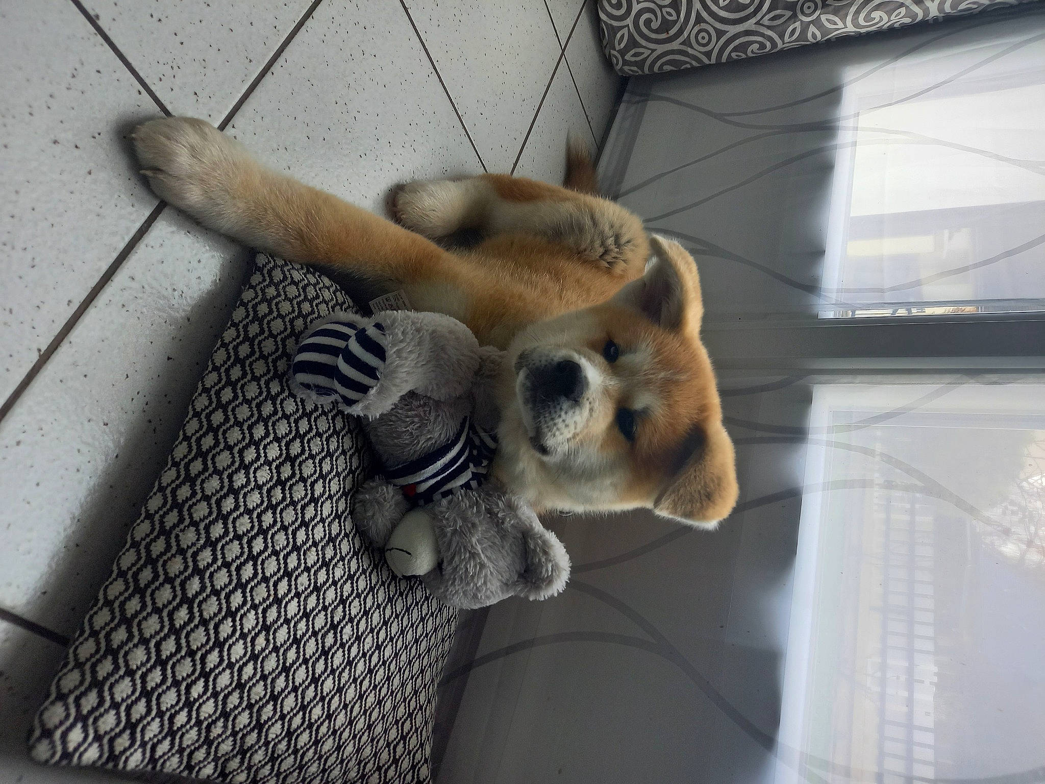 Shaggy participe au concours pour gagner de l'argent avec cette photo : canidae, carnivore, claw, comfort, companion_dog, dog, dog_breed, fawn, felidae, flooring, fur, paw, snout, sporting_group, stuffed_toy, tail, terrestrial_animal, whiskers, wildlife, wood