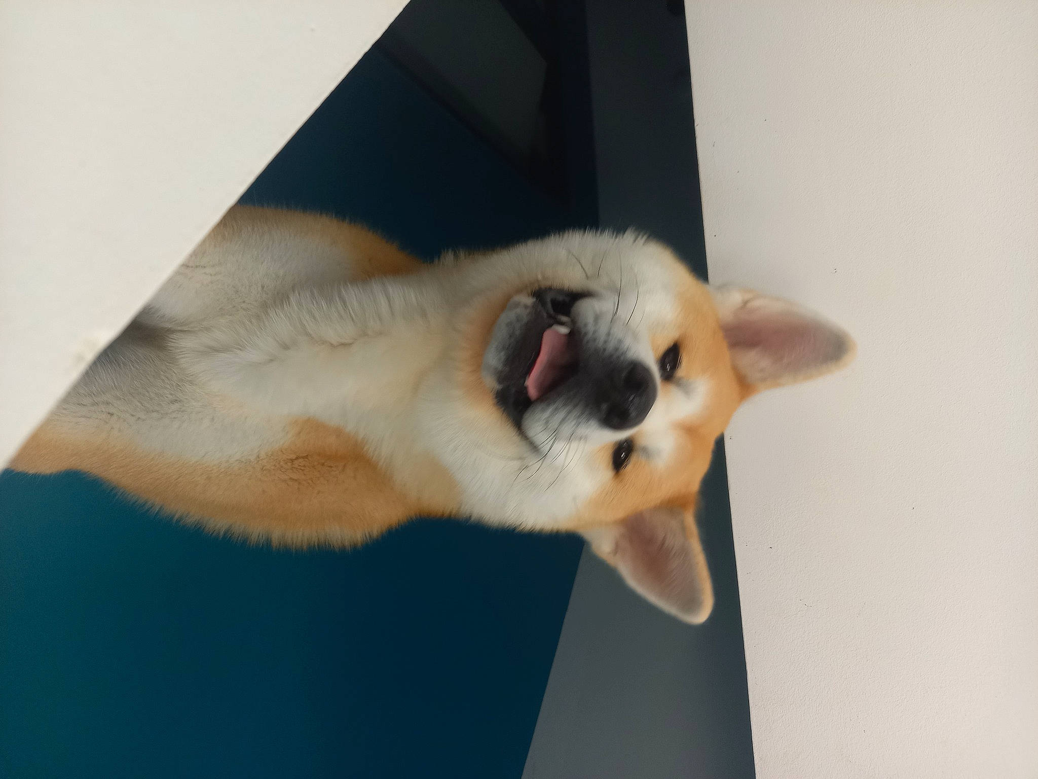 Shaggy a rejoint le concours — aidez-le/la à gagner de superbes lots ! balinese, carnivore, cat, companion_dog, dog_breed, fawn, felidae, foot, fur, paw, siamese, small_to_medium_sized_cats, sporting_group, tail, terrestrial_animal, thai, whiskers, wildlife