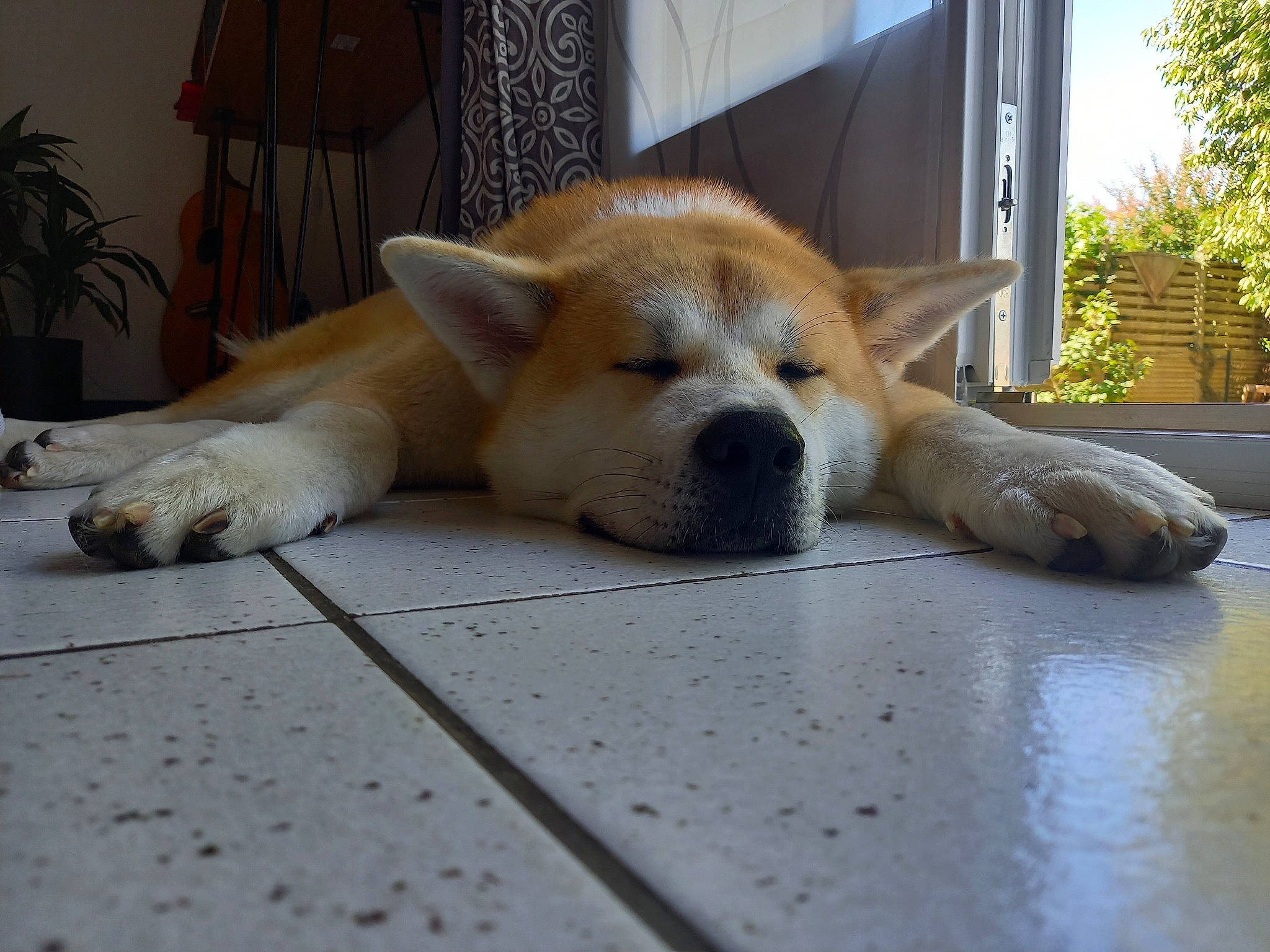 Shaggy participe au concours pour gagner de l'argent avec cette photo : canidae, carnivore, companion_dog, dog, dog_breed, fawn, floor, flooring, fur, hardwood, houseplant, pet_supply, plant, snout, sporting_group, tail, terrestrial_animal, whiskers, wood, working_animal