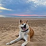 dog, beach, sand, sunset, ocean, sky, clouds, animal, canine, outdoor, relaxed, tongue_out, happy, pet, nature, water, shore, landscape, fur, collar