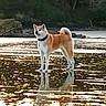 dog, beach, water, reflection, animal, nature, outdoor, sunlight, golden_hour, canine, standing, collar, shore, scenic, peaceful, wet_sand, landscape, pet, summer, daytime