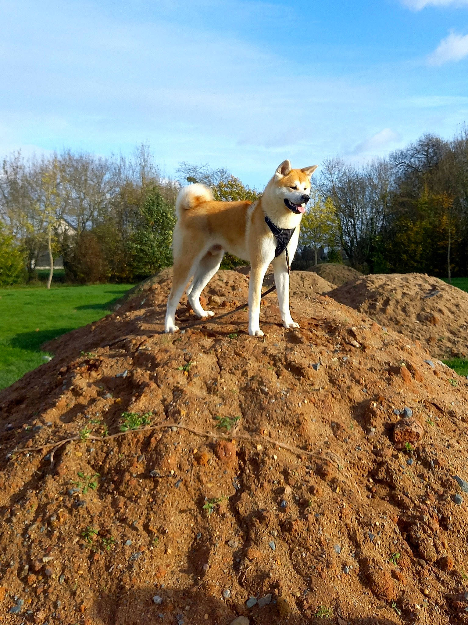Shaggy participe au concours pour gagner de l'argent avec cette photo : adventure, canidae, carnivore, cloud, companion_dog, dog, dog_breed, fawn, grass, herding_dog, landscape, plant, rock, sky, soil, spitz, sporting_group, tail, tree, working_animal