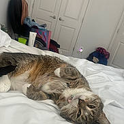 Macy joined the competition — help win amazing prizes! cat, tabby, bed, white_bed, lying_down, relaxed, indoor, furniture, chair, clothing, door, closet, collar, pet, animal, fur, whiskers, paw, sleepy, cute