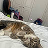 cat, tabby, bed, white_bed, lying_down, relaxed, indoor, furniture, chair, clothing, door, closet, collar, pet, animal, fur, whiskers, paw, sleepy, cute