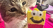 Macy is registered to the contest to win money with this photo: cat, ice_cream, hand, bed, plush_toy, nail_polish, curious, room, pink_bedspread, furniture, television, shelf, decorations, indoor, close_up, pet, food, smiling_face, colorful, playful