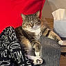 Macy joined the competition — help win amazing prizes! cat, tabby_cat, armchair, blanket, red_pillow, cozy, indoor, resting, sleeping_cat, feline, pet, living_room, tissue_box, comfort, relaxation, home, furniture, window_blinds, soft_lighting, paw