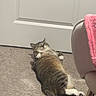 Macy is registered to the contest to win money with this photo: cat, tabby, carpet, door, indoor, relaxed, lying_down, furniture, blanket, chair, slipper, pet, animal, home, cozy, floor, paw, tail, resting, cute