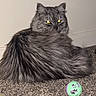 animal, ball, carpet, cat, cozy, curled_up, cute, domestic_cat, feline, floor, fluffy, furniture, gray_cat, indoor, pet, playful, resting, toy, under_table, yellow_eyes