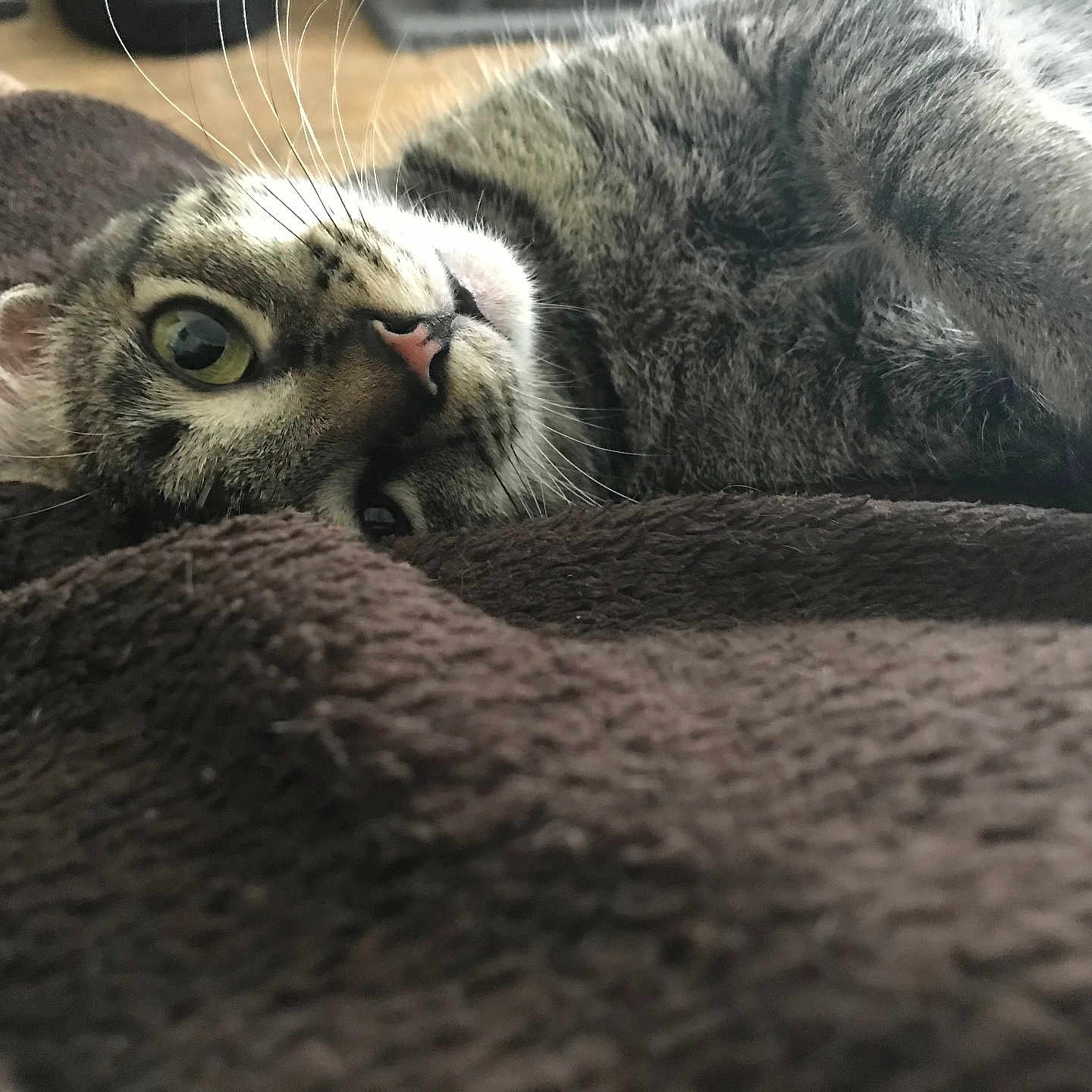 Porotita joined the competition — help win amazing prizes! animal, blanket, brown, cat, close_up, cozy, cute, eye, fur, indoor, lying_down, nose, pet, relaxed, resting, sleepy, soft, tabby, texture, whiskers