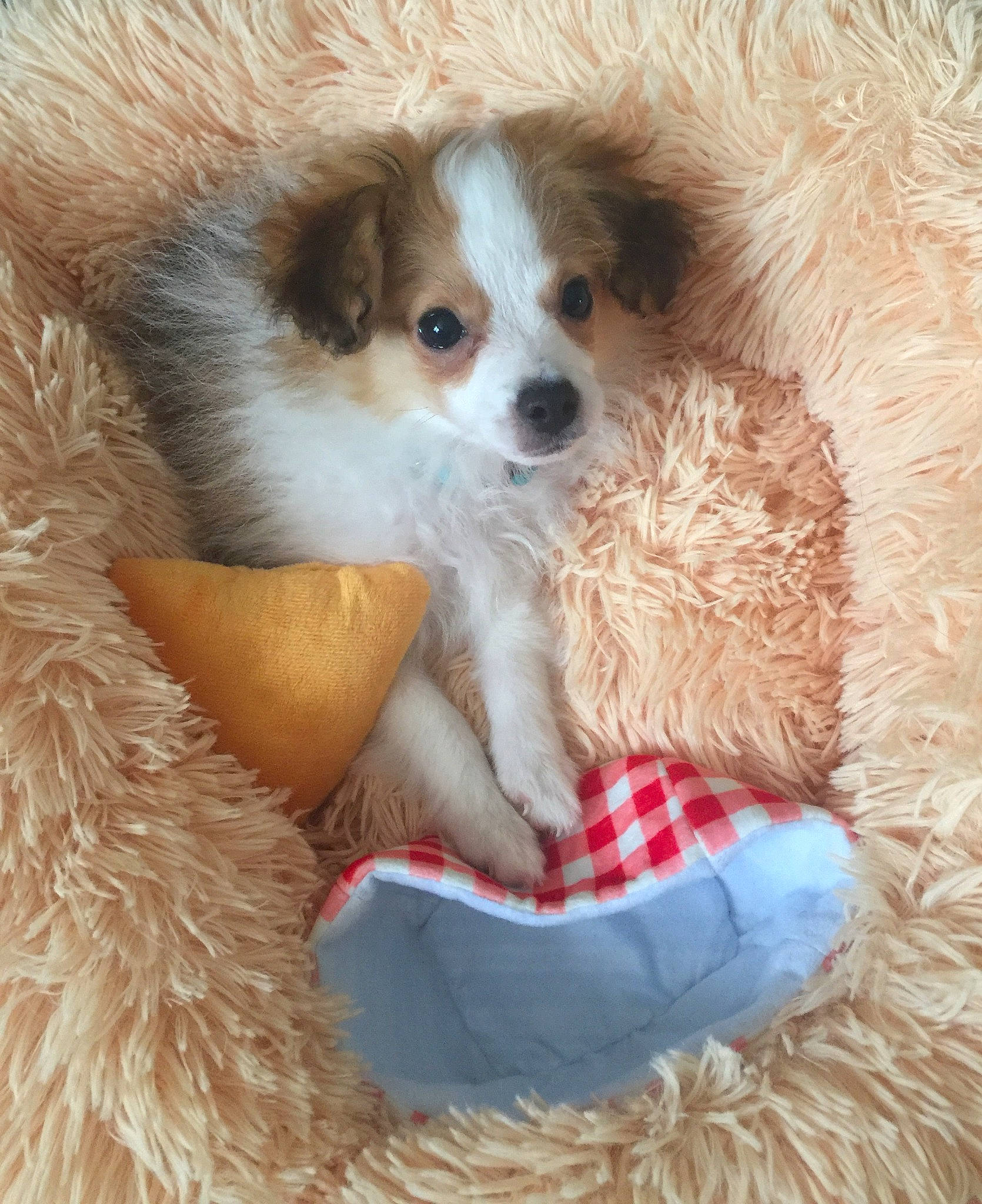 Ollee Oscar
