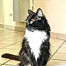 cat, tuxedo_cat, black_and_white, fluffy, longhaired, whiskers, ears, yellow_eyes, sitting, indoor, floor, tiles, home, hallway, wall, electrical_panel, portrait, pet, animal, dramatic_pose