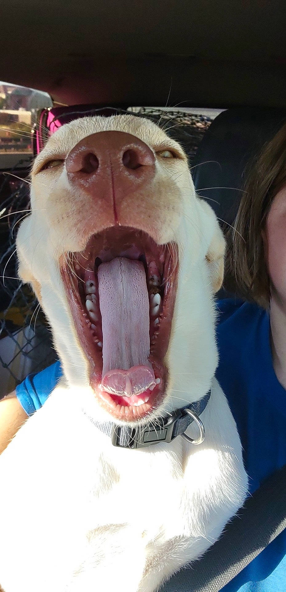 Whiteboy joined the competition — help win amazing prizes! carnivore, companion_dog, dog, dog_breed, ear, fang, fawn, flesh, fur, happy, jaw, mouth, selfie, snout, sporting_group, terrestrial_animal, tooth, whiskers, white, working_animal