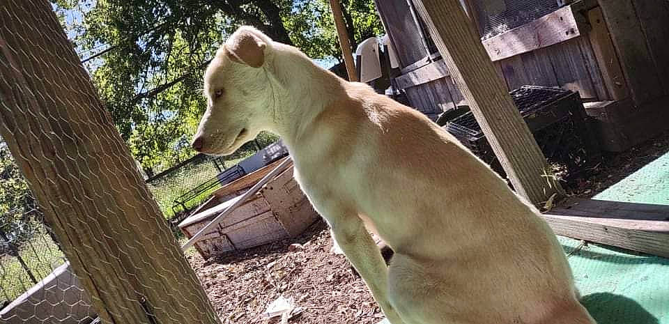 Whiteboy is registered to the contest to win money with this photo: canidae, carnivore, dog, dog_breed, fawn, felidae, grass, landscape, plant, recreation, snout, sporting_group, tail, terrestrial_animal, tree, trunk, whiskers, wildlife, wood, working_animal