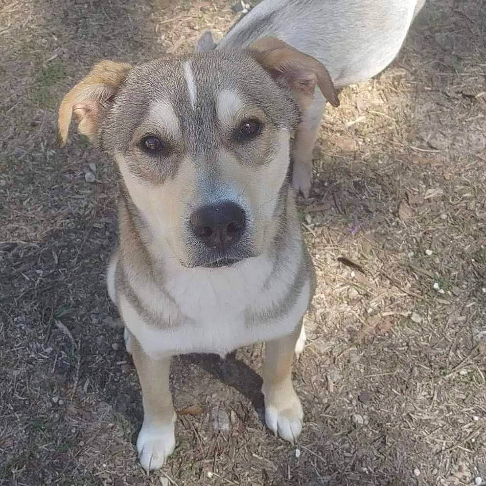 Fenrir joined the competition — help win amazing prizes! canidae, carnivore, companion_dog, dog, dog_breed, fawn, non_sporting_group, puppy, snout, soil, sporting_group, street_dog, terrestrial_animal, whiskers, working_animal