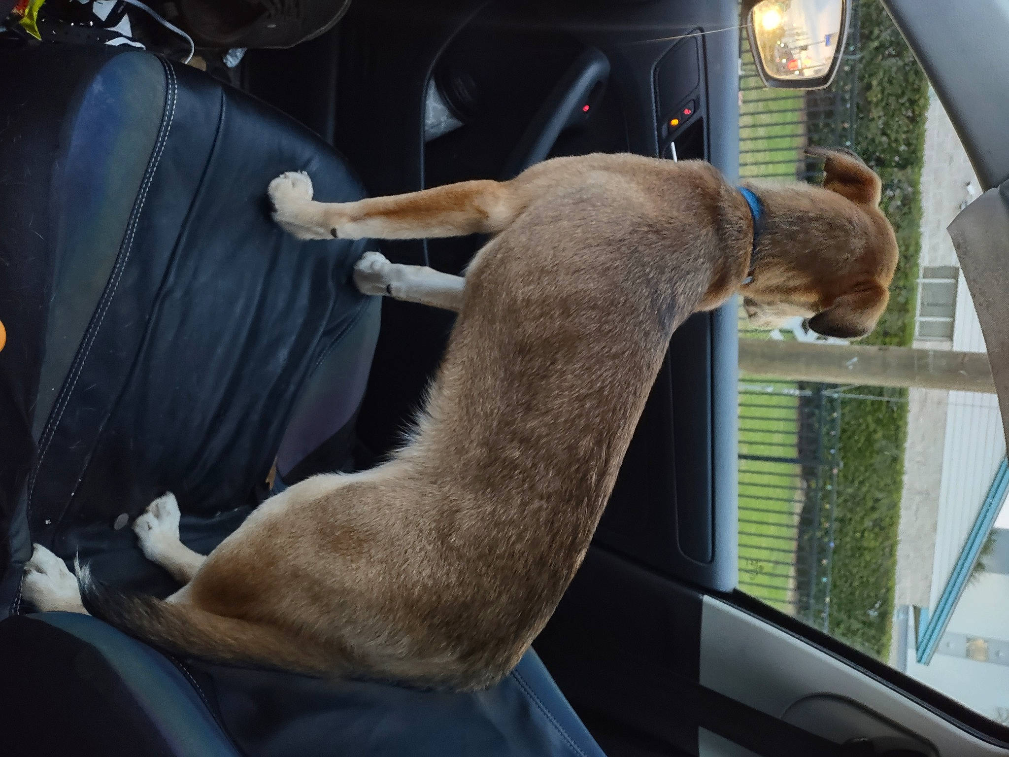 Fenrir is registered to the contest to win money with this photo: auto_part, automotive_exterior, car, car_seat, car_seat_cover, carnivore, comfort, companion_dog, dog, dog_breed, family_car, fawn, foot, human_leg, snout, tail, vehicle, vehicle_door, window, windshield