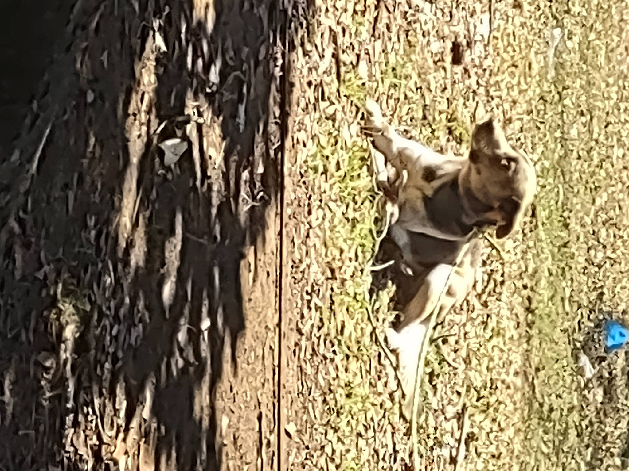 Cerberus joined the competition — help win amazing prizes! carnivore, companion_dog, dog, dog_breed, dog_collar, fawn, forest, grass, leash, people_in_nature, plant, shadow, snout, soil, tail, tree, trunk, twig, wood, working_animal