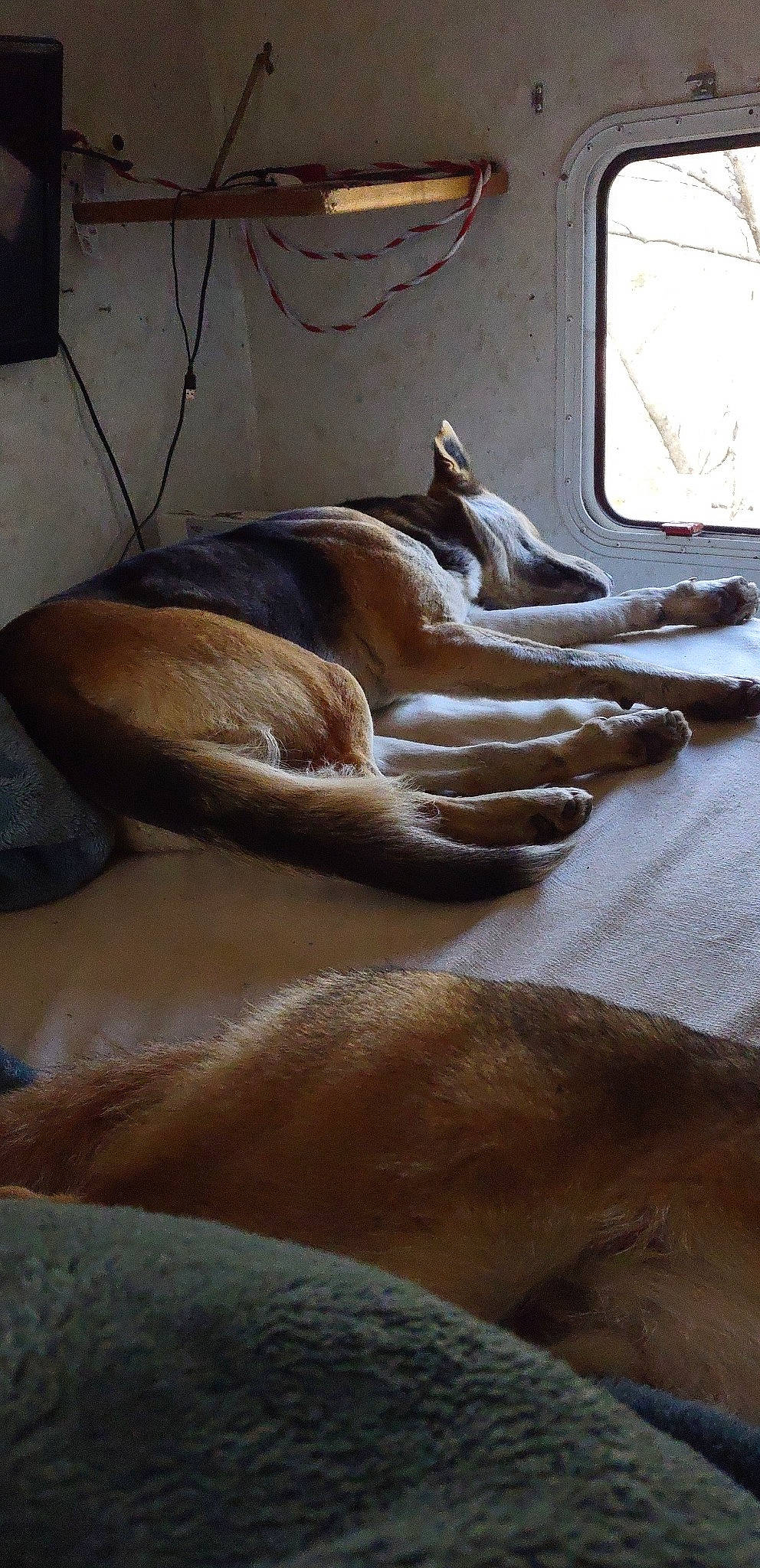 Cerberus is registered to the contest to win money with this photo: art, artifact, bed_sheet, carving, classical_sculpture, clay, comfort, fawn, flooring, foot, fur, human_leg, jaw, metal, nonbuilding_structure, sculpture, snout, statue, terrestrial_animal, wood