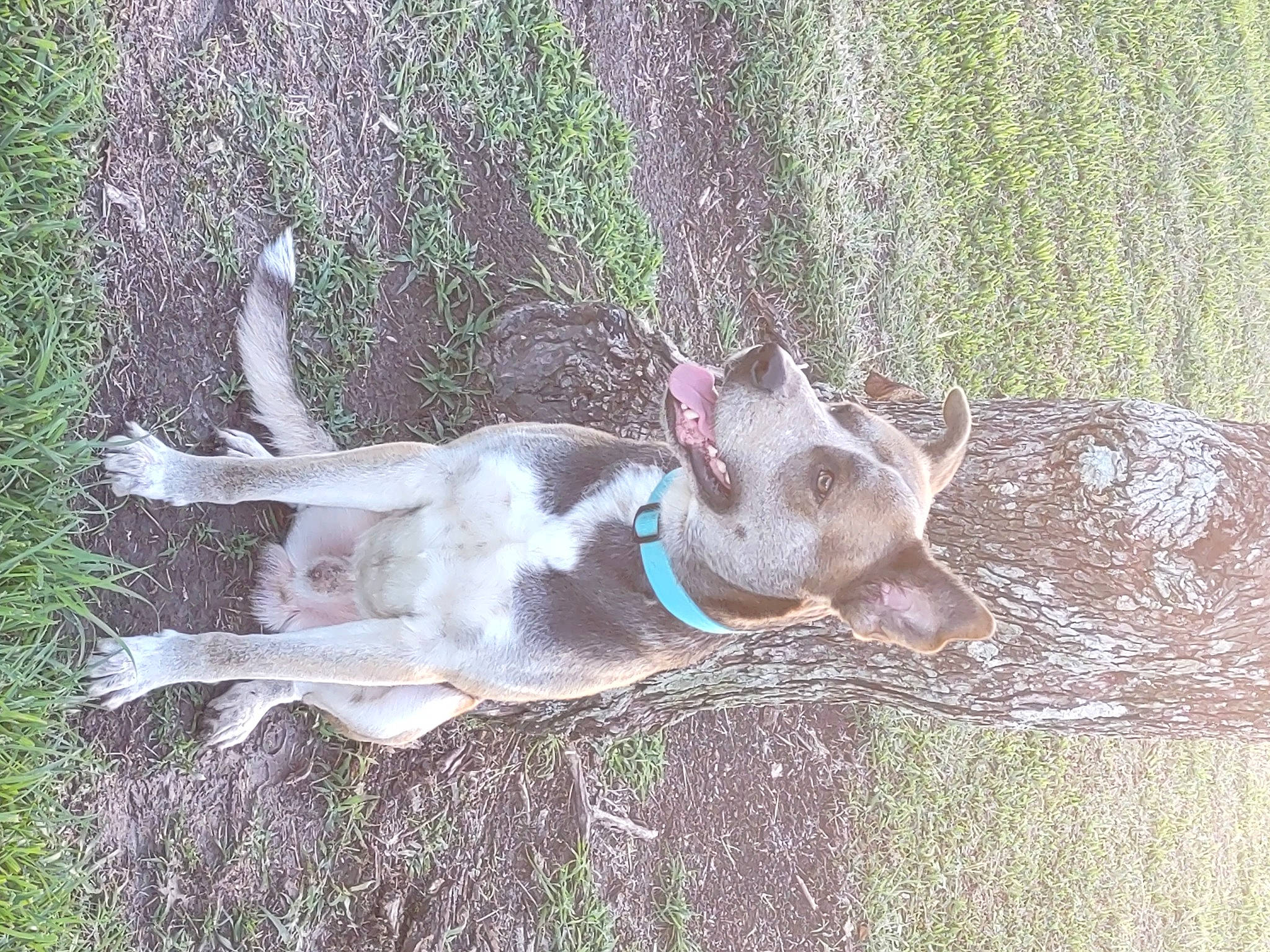 Cerberus joined the competition — help win amazing prizes! carnivore, collar, companion_dog, dog, dog_breed, dog_collar, dog_supply, fawn, grass, leash, liver, non_sporting_group, pet_supply, plant, sporting_group, tail, working_animal