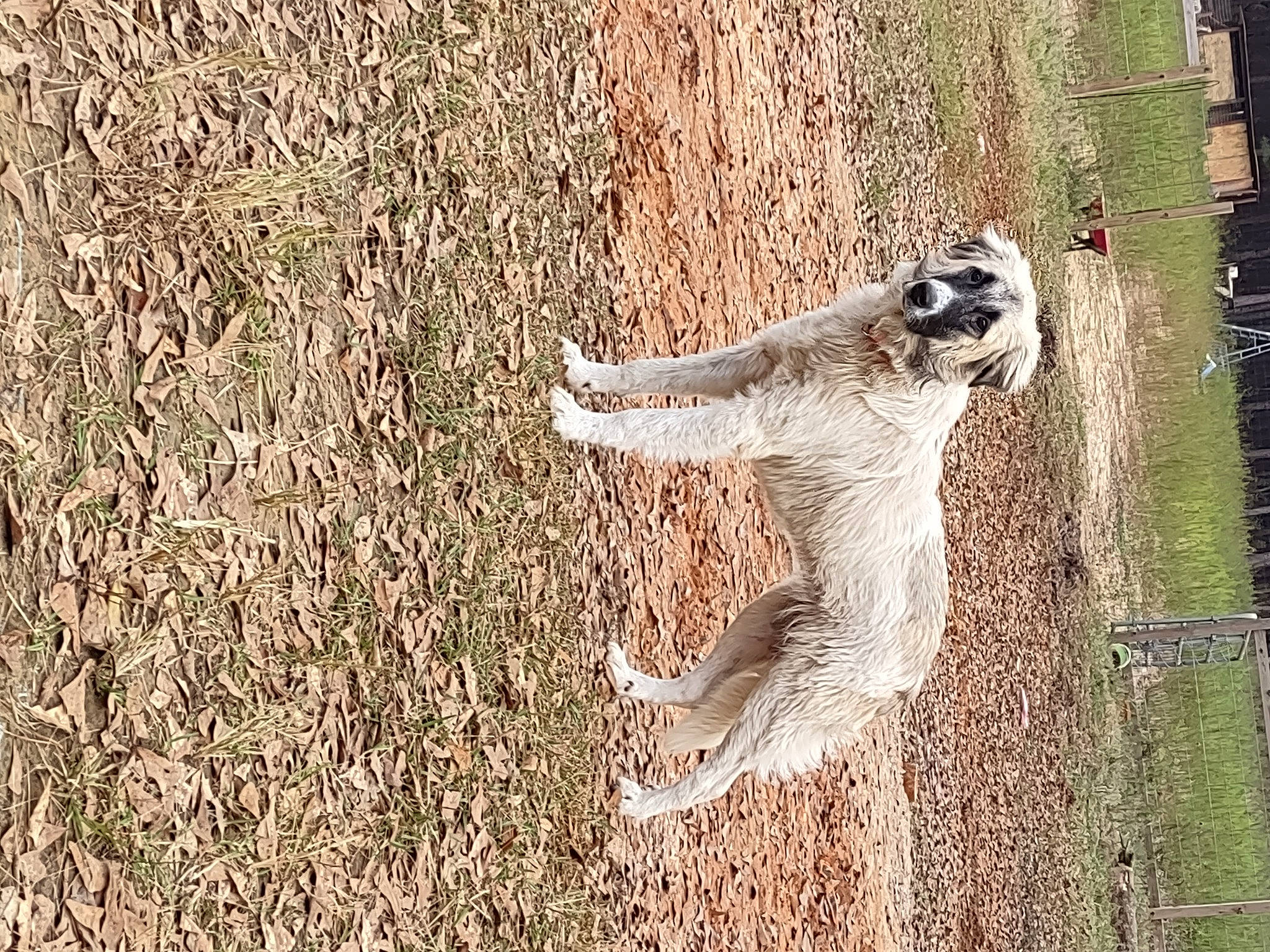 Ella joined the competition — help win amazing prizes! beak, fur, grass, grass_family, marsupial, meerkat, mongoose, people_in_nature, soil, sporting_group, tail, terrestrial_animal, trunk, wildlife, wood