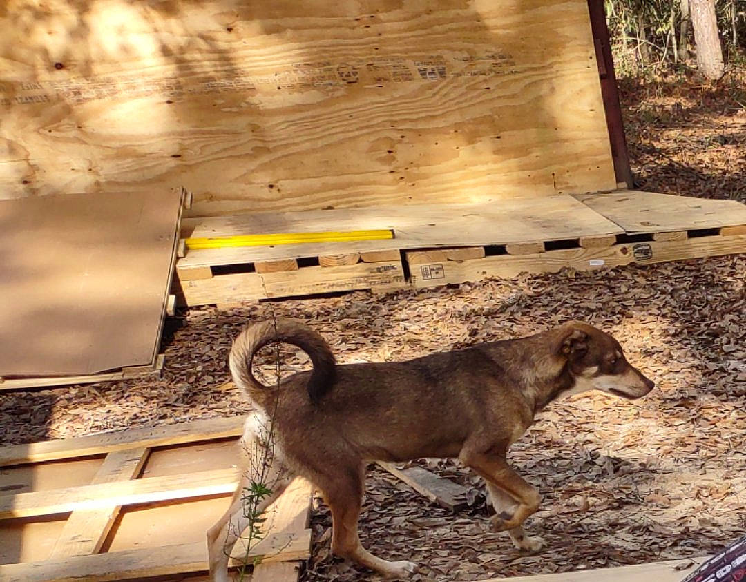 Elsie is registered to the contest to win money with this photo: carnivore, dog, dog_breed, fawn, goats, landscape, light, metal, plant, shade, shadow, soil, sporting_group, street_dog, tail, terrestrial_animal, tints_and_shades, wheel, wood, working_animal