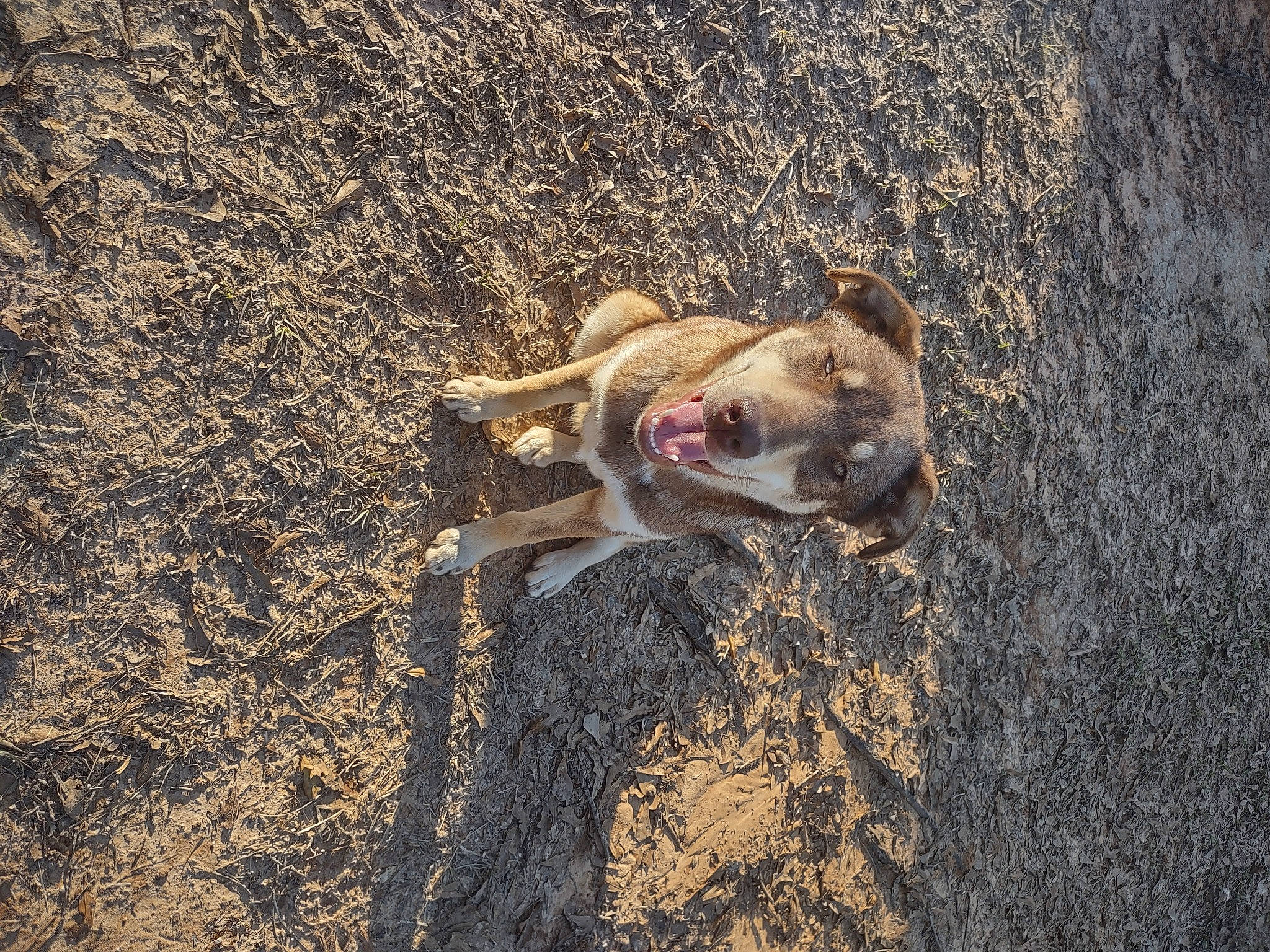 Elsie is registered to the contest to win money with this photo: adventure, asphalt, canidae, carnivore, companion_dog, dog, dog_breed, fawn, grass, landscape, road_surface, rock, sand, shadow, snout, soil, sporting_group, terrestrial_animal, wood, working_animal