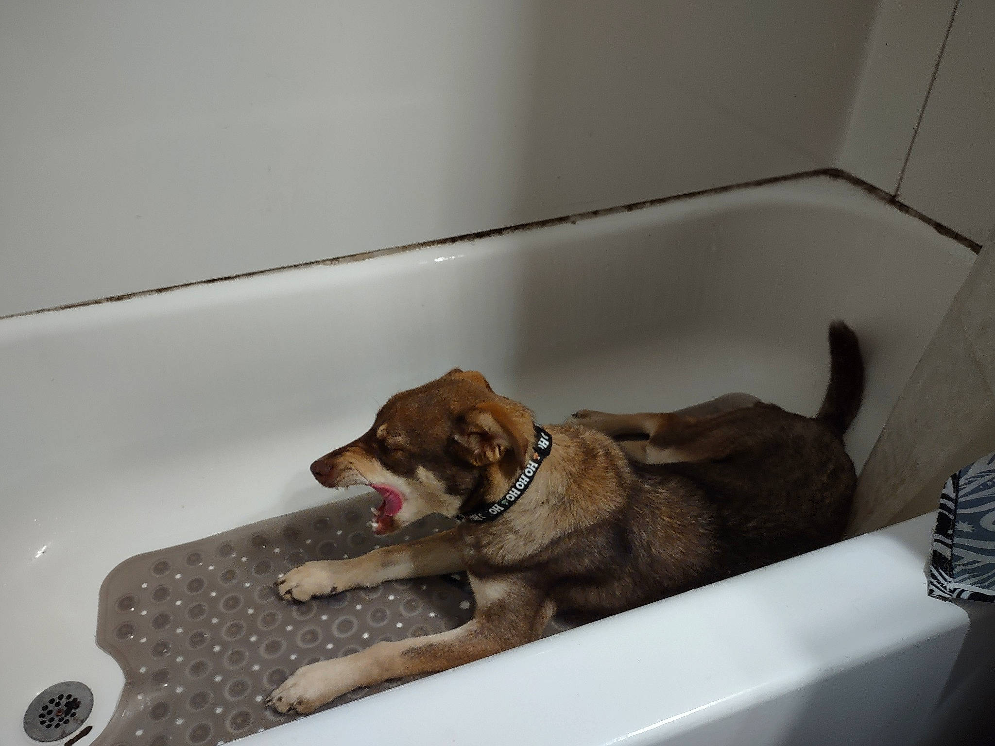 Elsie is registered to the contest to win money with this photo: bathing, bathroom, bathtub, bathtub_spout, canidae, carnivore, comfort, companion_dog, dog, dog_breed, floor, flooring, hardwood, pet_supply, plumbing, plumbing_fixture, room, sporting_group, tap, tile