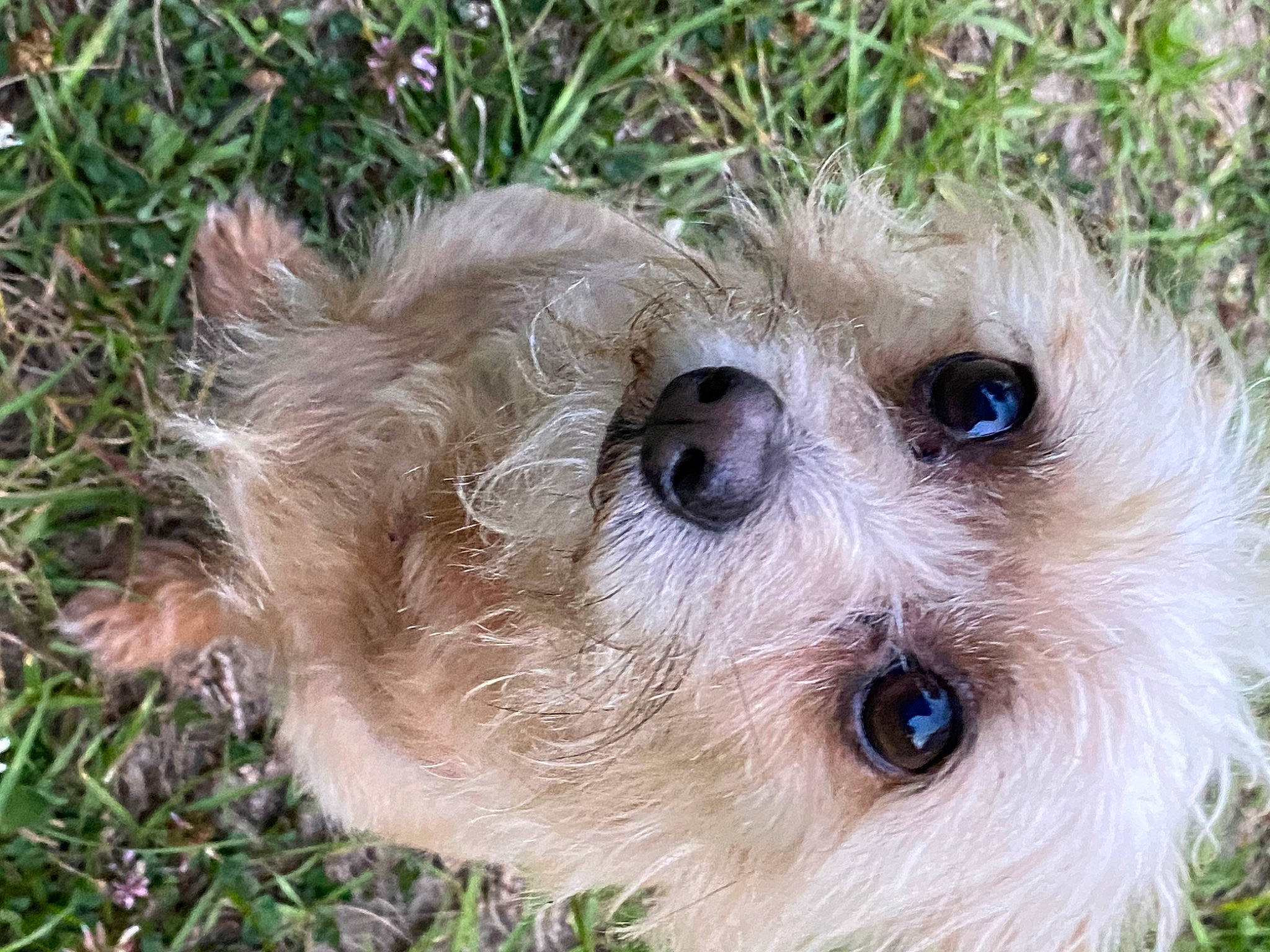Jack is registered to the contest to win money with this photo: border_terrier, canidae, carnivore, companion_dog, dog, dog_breed, fawn, fur, grass, maltepoo, plant, small_terrier, snout, sporting_group, terrestrial_animal, terrier, toy, toy_dog, whiskers, working_animal