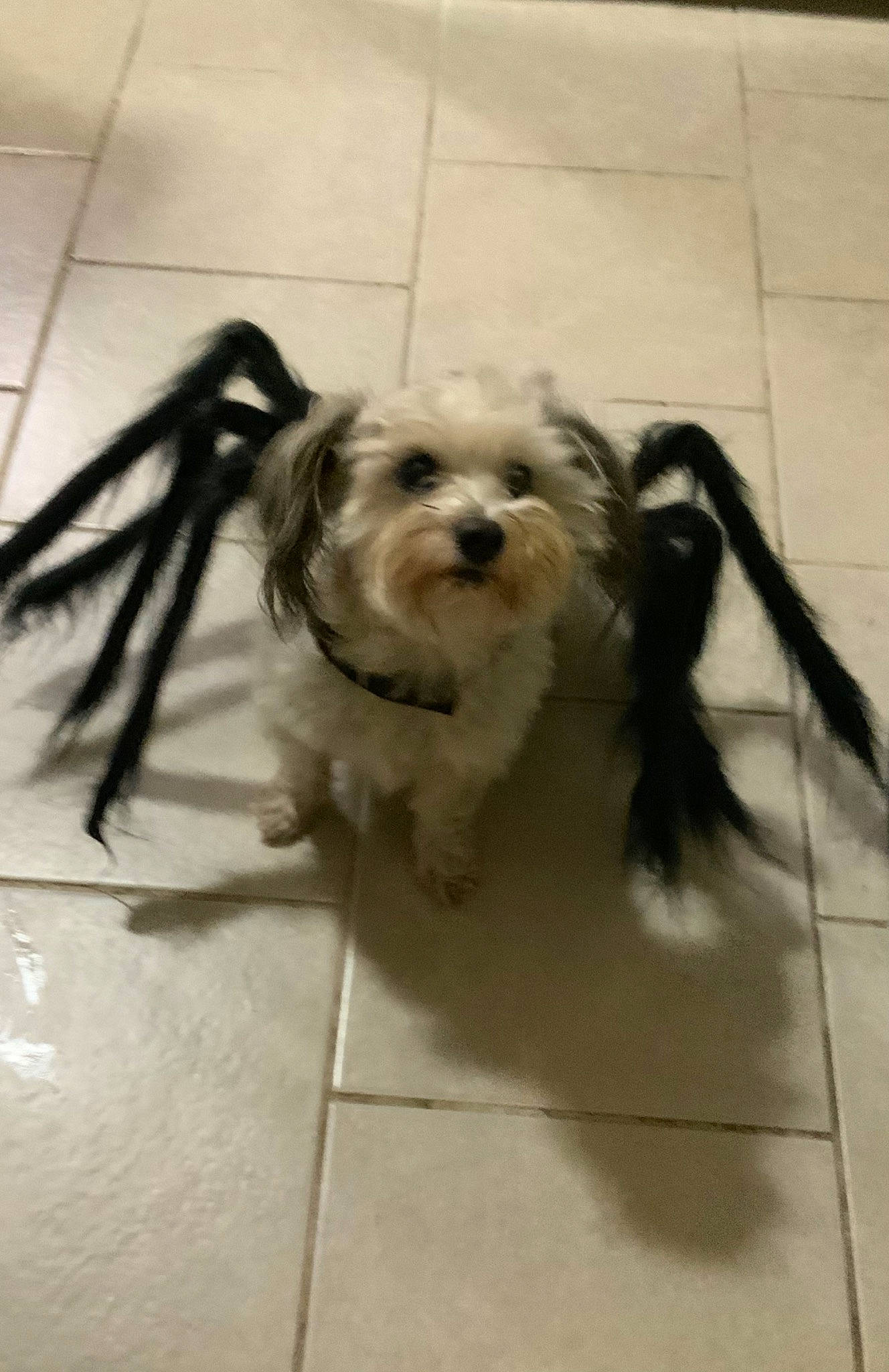 Lulu joined the competition — help win amazing prizes! canidae, carnivore, cockapoo, companion_dog, dog, dog_breed, dog_supply, floor, flooring, fur, mal_shi, maltepoo, poodle_crossbreed, shih_poo, small_terrier, snout, sporting_group, terrier, toy_dog, working_animal