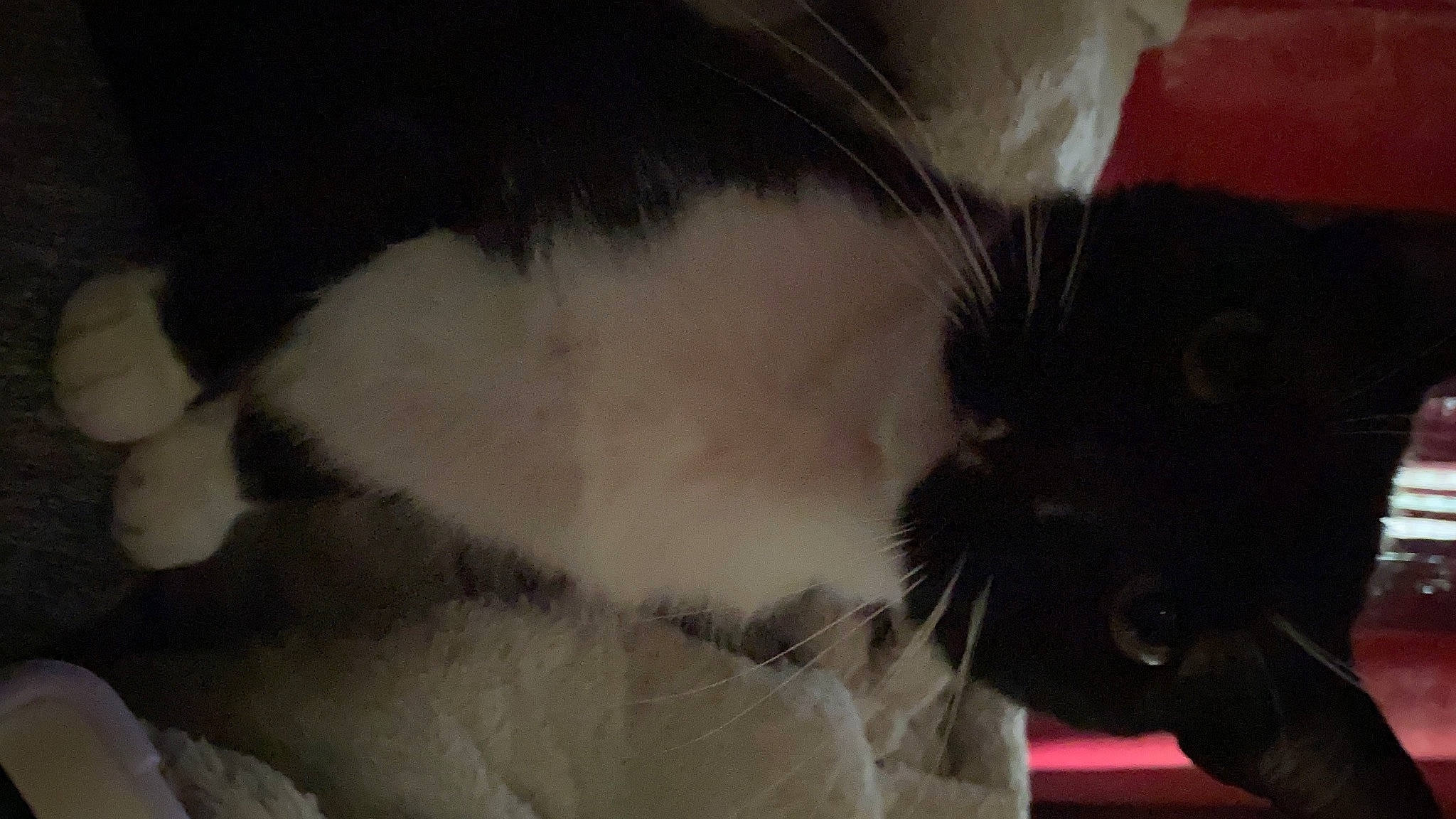 Junior is registered to the contest to win money with this photo: carnivore, cat, claw, comfort, domestic_short_haired_cat, ear, felidae, fur, nap, paw, small_to_medium_sized_cats, snout, tail, whiskers