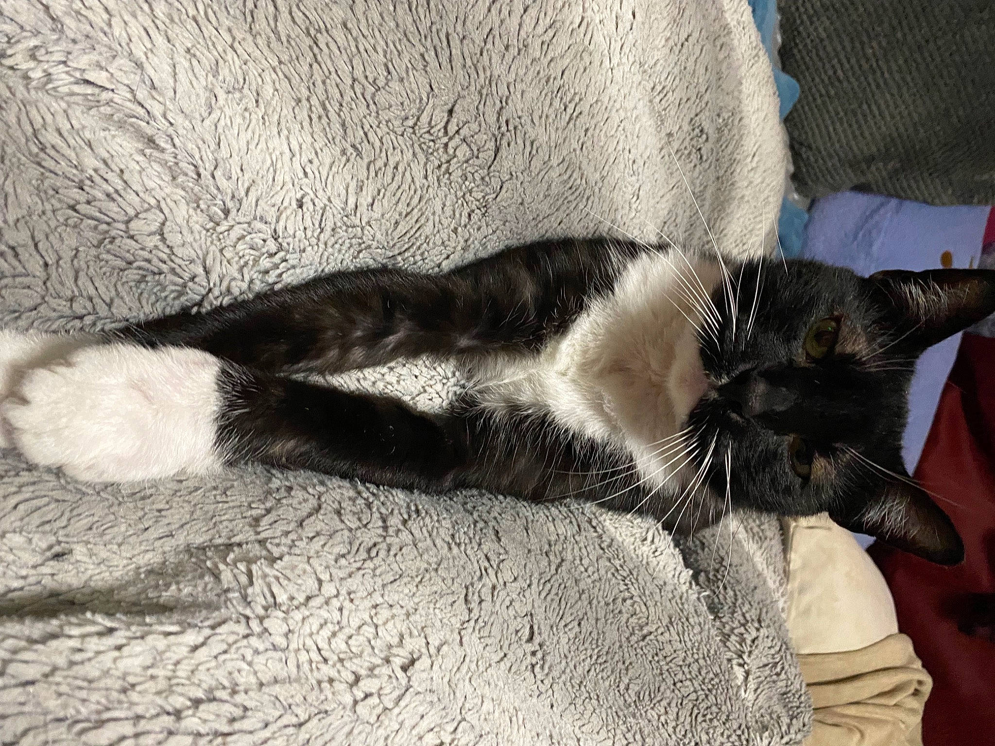 Junior joined the competition — help win amazing prizes! carnivore, cat, claw, comfort, domestic_short_haired_cat, fawn, felidae, fur, grey, human_leg, linens, nap, paw, sleep, small_to_medium_sized_cats, snout, tail, terrestrial_animal, tints_and_shades, whiskers