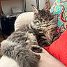Milo participe au concours pour gagner de l'argent avec cette photo : cat, couch, cozy, domestic_cat, ears, fluffy, furniture, gray_cat, home, indoor, lounging, maine_coon, paisley, pet, pillows, red_pillow, relaxed, sleepy, tail, whiskers