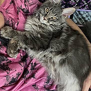 Milo participe au concours pour gagner de l'argent avec cette photo : animal, arm, casual, cat, closeup, companion, cuddle, eyes, feline, fluffy_cat, fur, gray_cat, hand, indoor, patterned_clothing, person, pet, pink_shirt, relaxing, resting