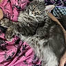 animal, arm, casual, cat, closeup, companion, cuddle, eyes, feline, fluffy_cat, fur, gray_cat, hand, indoor, patterned_clothing, person, pet, pink_shirt, relaxing, resting